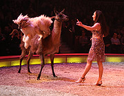 Joulia Tchakanova zeigt Lamas und afrikanische Windhunde in der Manege (©Foto: Martin Schmitz)